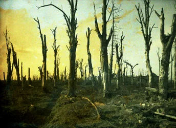 Trees Destroyed During Battle, Chaulnes, Somme, France